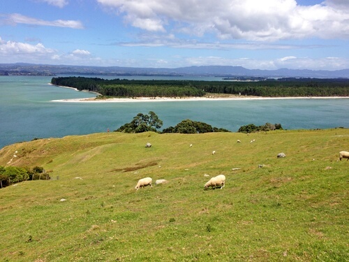 grüne Weide in Neuseeland